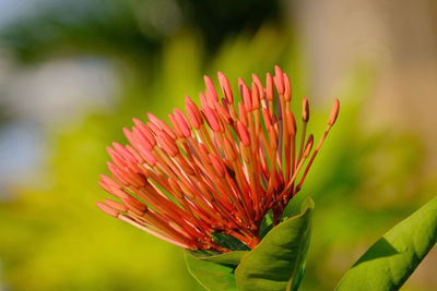 Close-up of red flowering plant