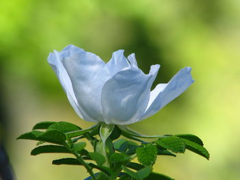 Close-up of rose blooming outdoors