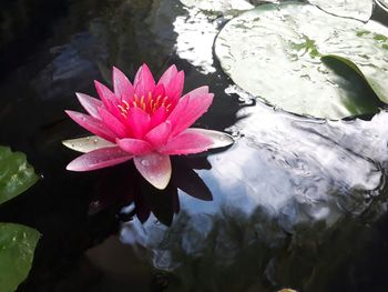 Pink lotus water lily in lake