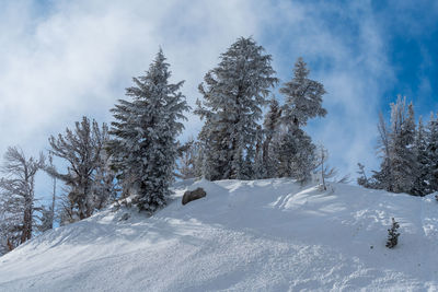 Trees on snow covered field against sky