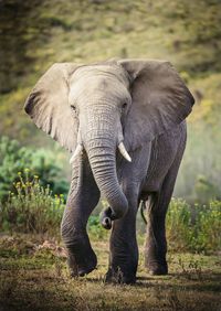 Elephant standing on field