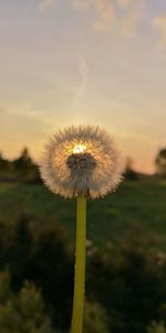 Close-up of dandelion against sky during sunset