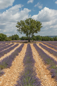 Trees on field against sky