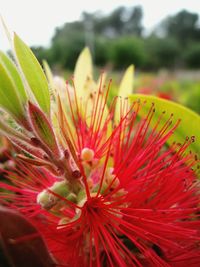 Close-up of red flowers