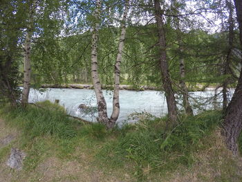 Trees growing in forest