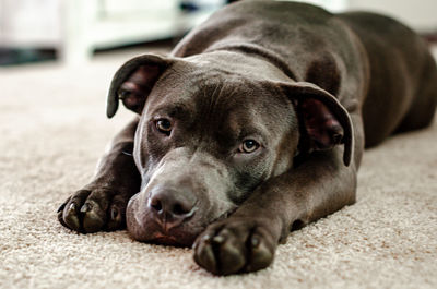 Close-up portrait of dog resting