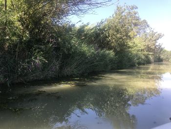 Reflection of trees in lake against sky in forest