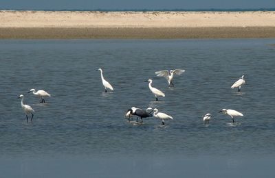 Flock of seagulls on beach