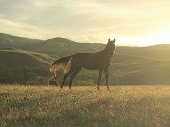 Horse standing in a field on afternoon