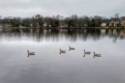 Birds in calm lake