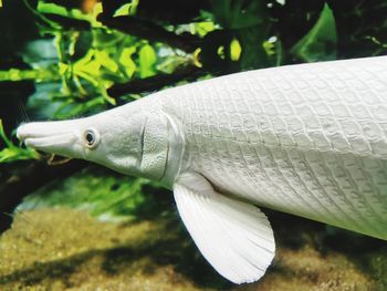 Close-up of fish in sea