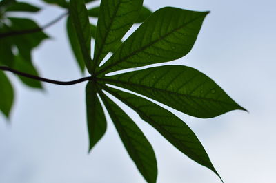 Close-up of leaves against white background