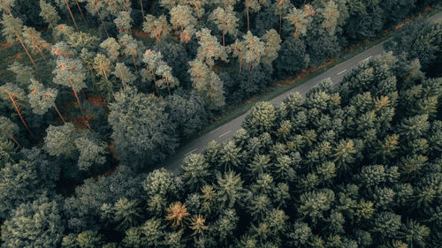 High angle view of pine trees in forest during autumn