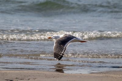 Seagull flying over beach against sea
