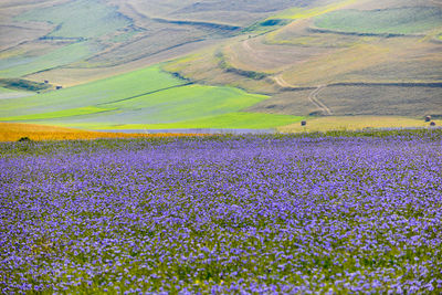 Close-up of flowers growing in field