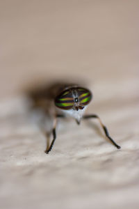 Close-up of insect on table