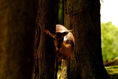 Close-up of a tree trunk