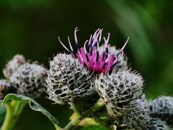 Close-up of thistle flower