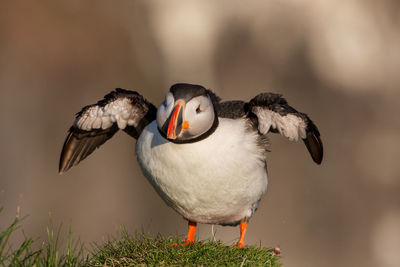 Close-up of puffin flapping wings
