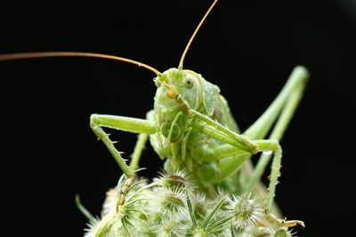 Close-up of insect on plant at night