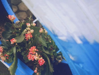 High angle view of flowering plants against blue sky