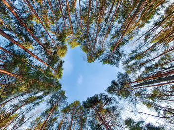 Crown of tall trees in the form of a heart. love for the world, ecology. environmental conservation 