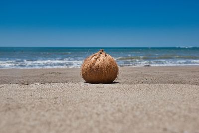 Shells on sand at beach against clear blue sky