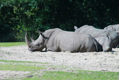 View of a rhino on field 