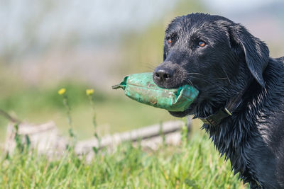 Close-up of a dog looking away