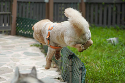 Rear view of dog in back yard