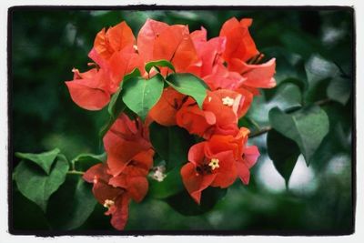 Close-up of red flowers