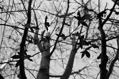 Low angle view of bare trees