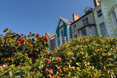 Low angle view of trees and buildings against clear blue sky