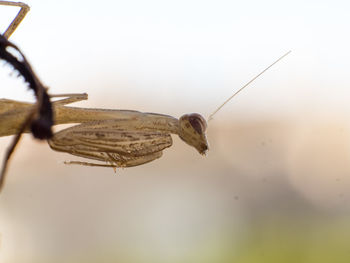 Close-up of insect perching on leaf