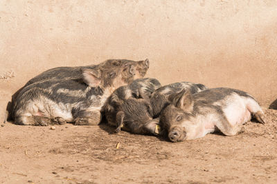 Lion sleeping in a animal