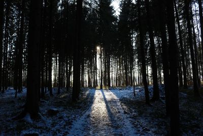 Trees in forest