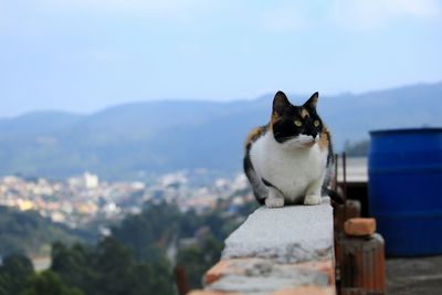 Cat looking away against mountain