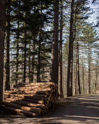 Trees in forest