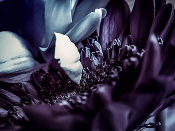 Close-up of purple roses