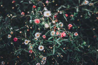 Close-up of red berries on plant