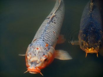 Close-up of fish swimming in water