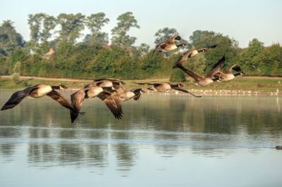 Seagulls flying over lake