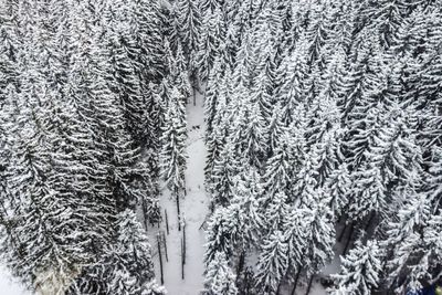 Full frame shot of trees against sky