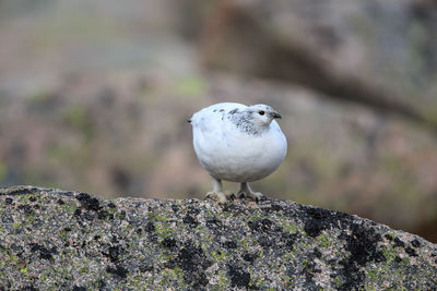 Close-up of ptarmigan perching on rock