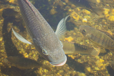 Close-up of fish swimming in sea