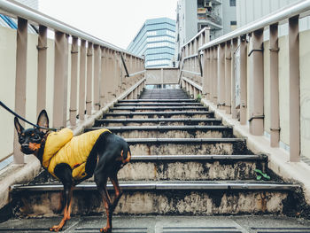 Dog in pet clothing standing on steps