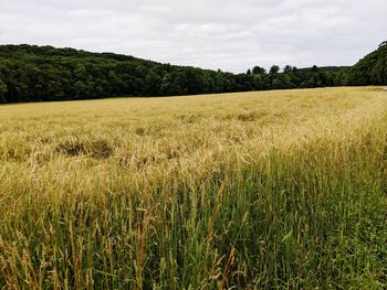 Scenic view of agricultural field against sky