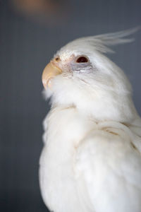 Close-up of a bird over white background