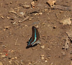 High angle view of butterfly on sand