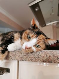 Close-up portrait of a cat